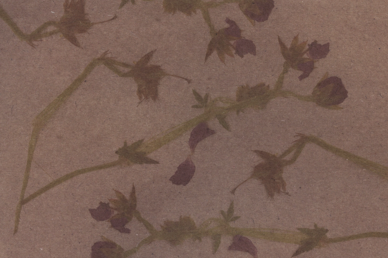 Herbier Fanaison HF200 1621