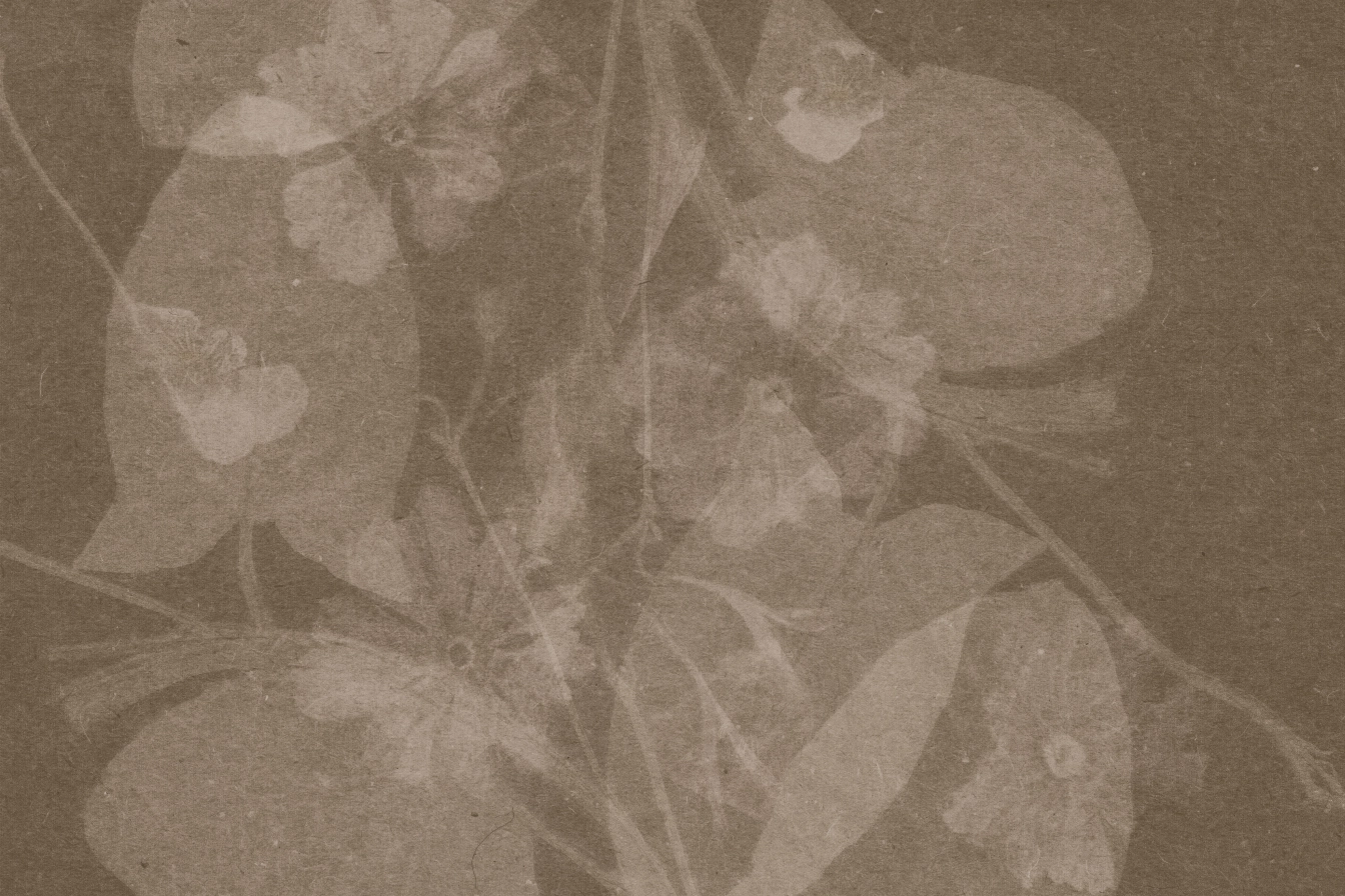Herbier Tilleul HT206 1663